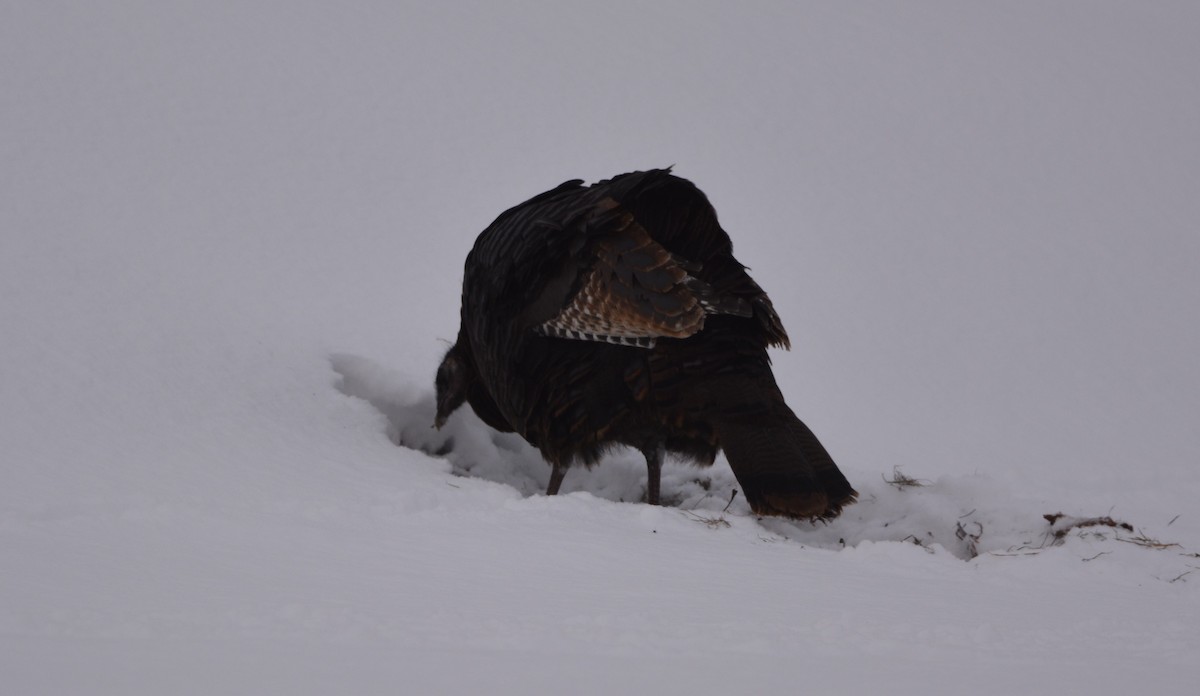 シチメンチョウ - ML647491702