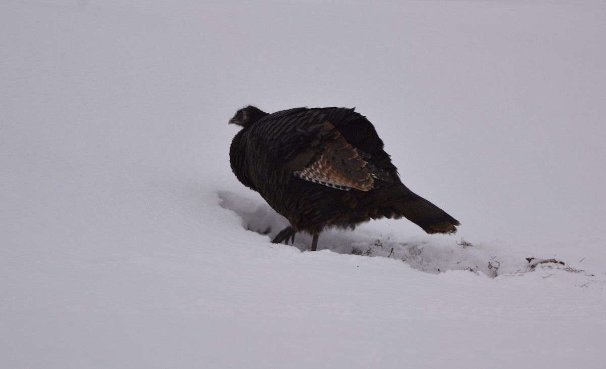 シチメンチョウ - ML647491703