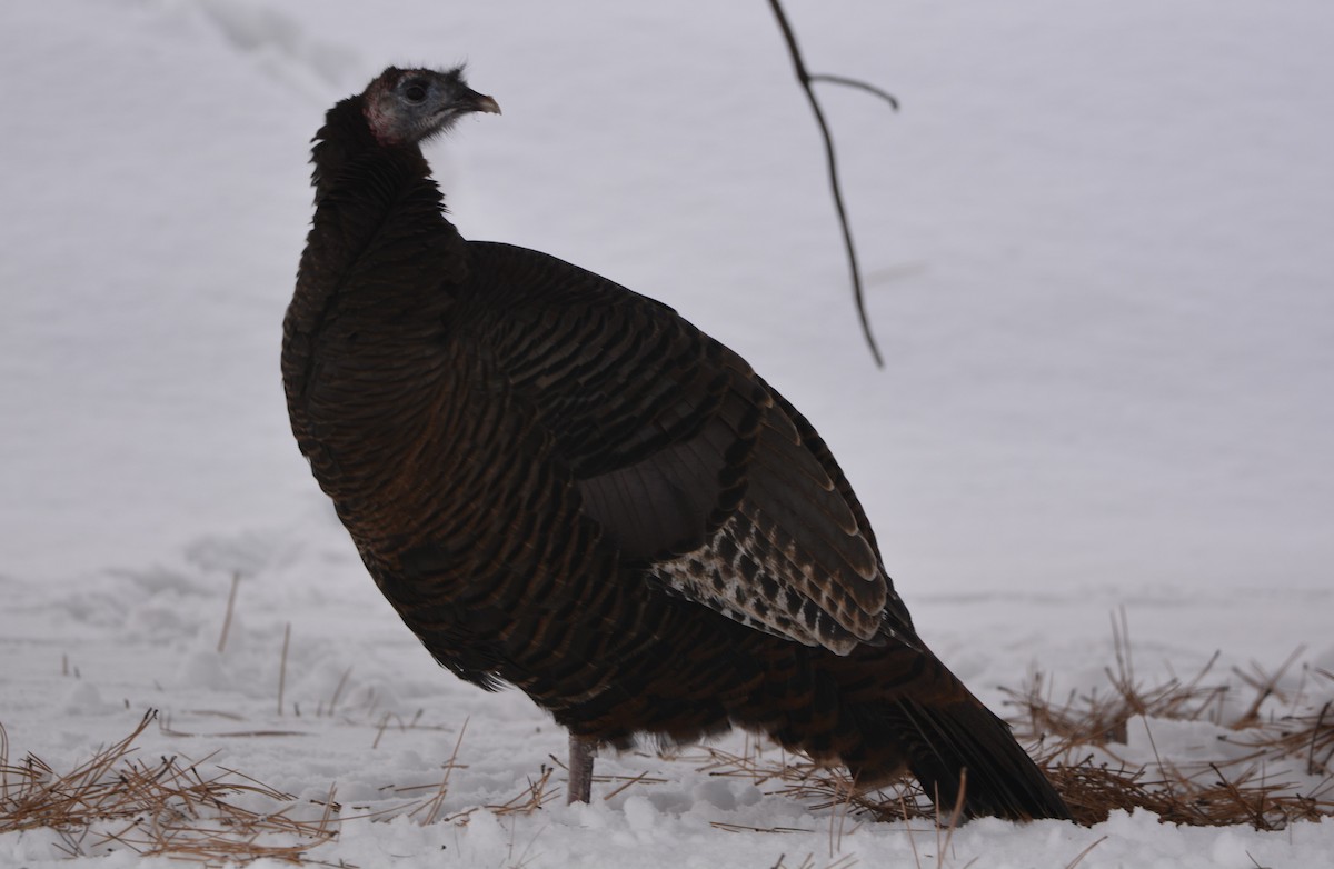 シチメンチョウ - ML647491707