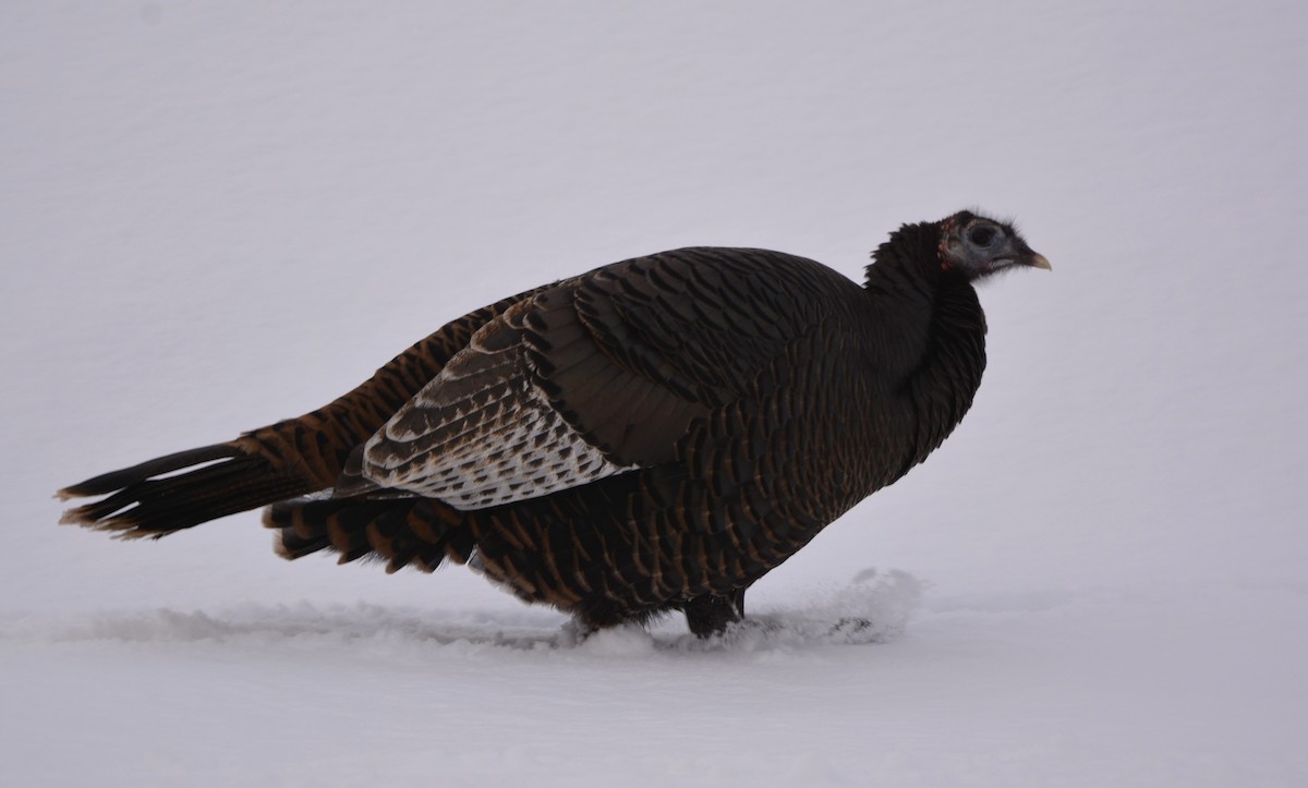 シチメンチョウ - ML647491708