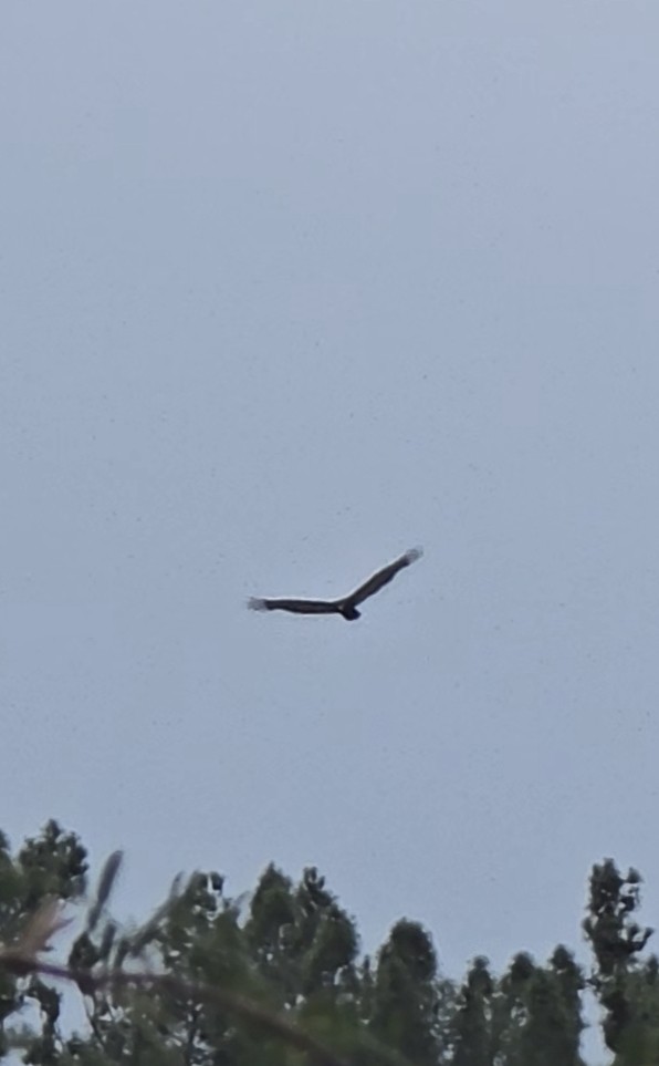 Turkey Vulture - ML647491726