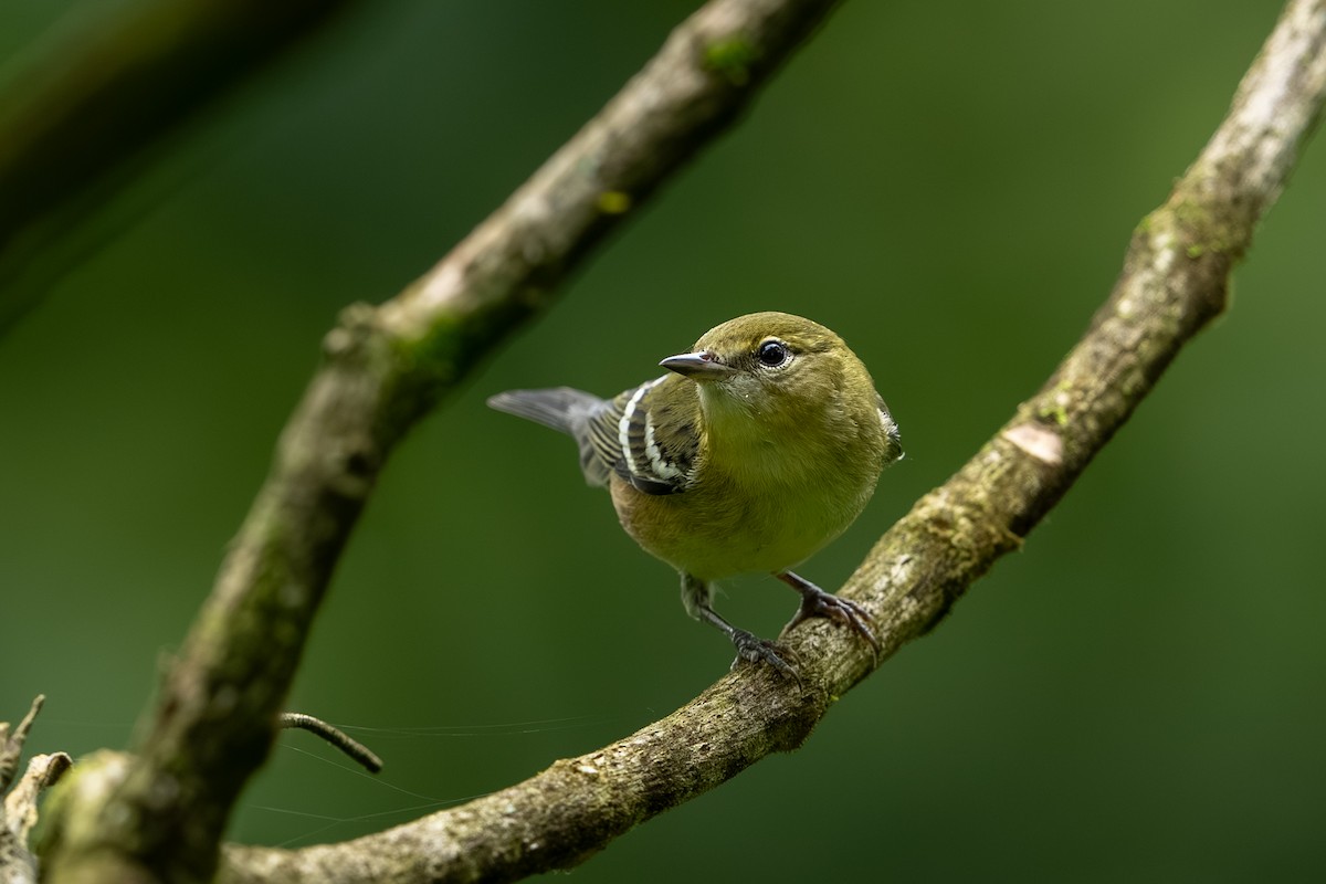 Пісняр-лісовик каштановий - ML647491729