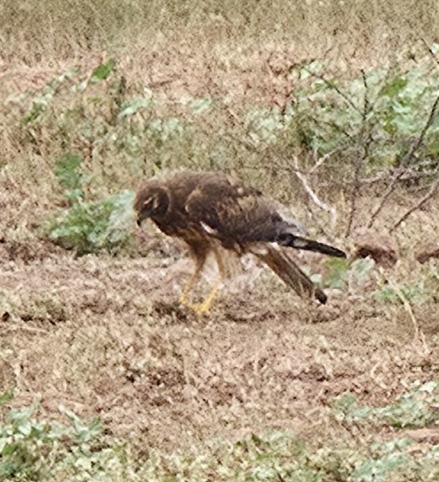 Northern Harrier - ML647491741