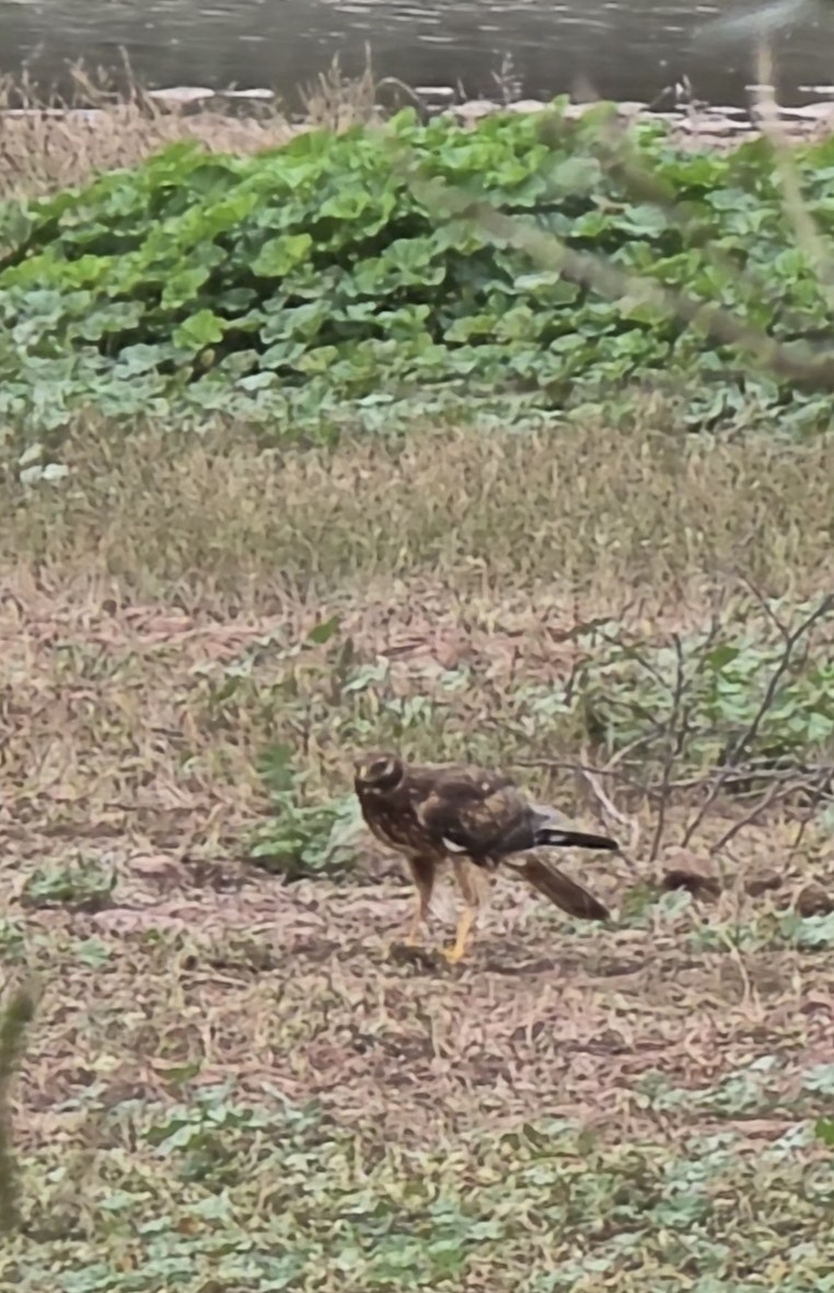 Northern Harrier - ML647491742