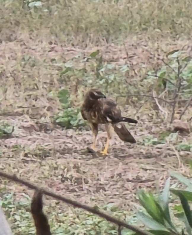 Northern Harrier - ML647491743