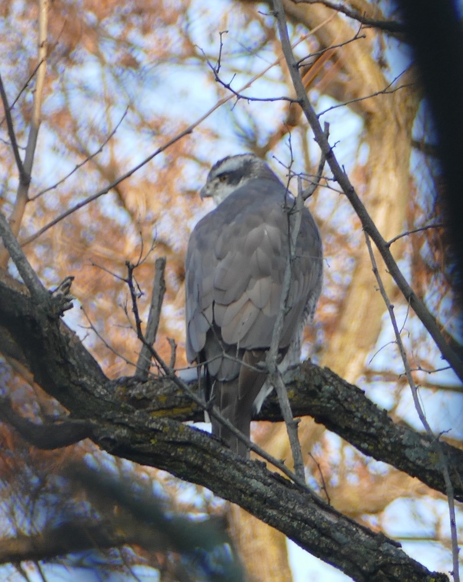 Eurasian Goshawk - ML647491750