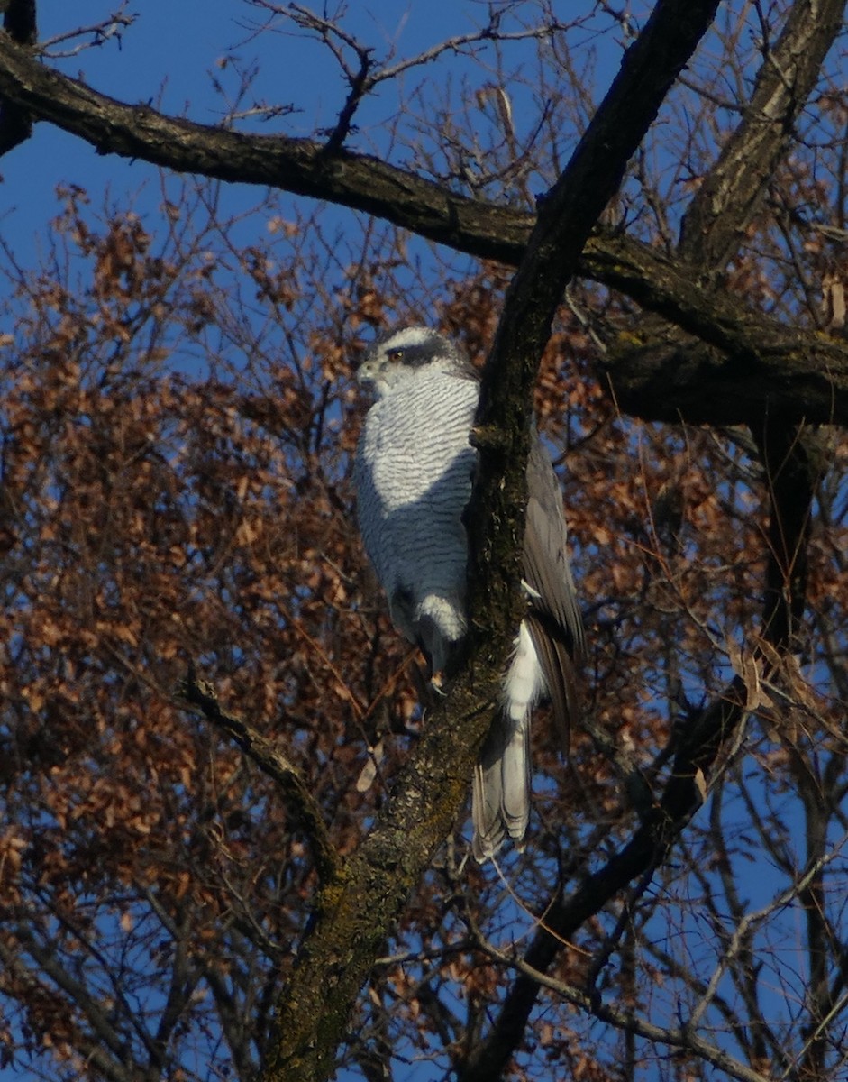 Eurasian Goshawk - ML647491751