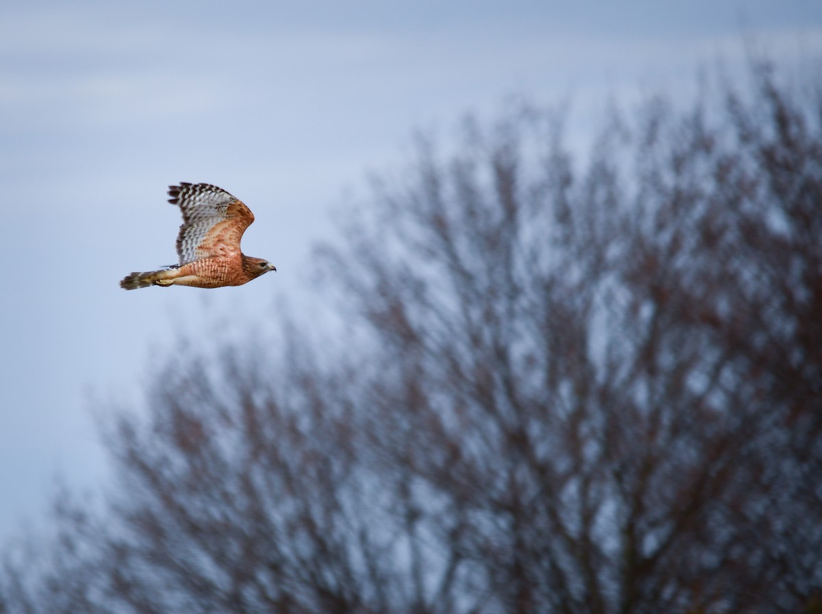 káně páskovaná - ML647491752