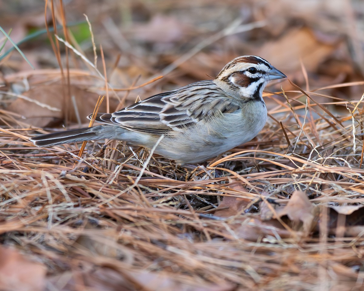Lark Sparrow - ML647491768