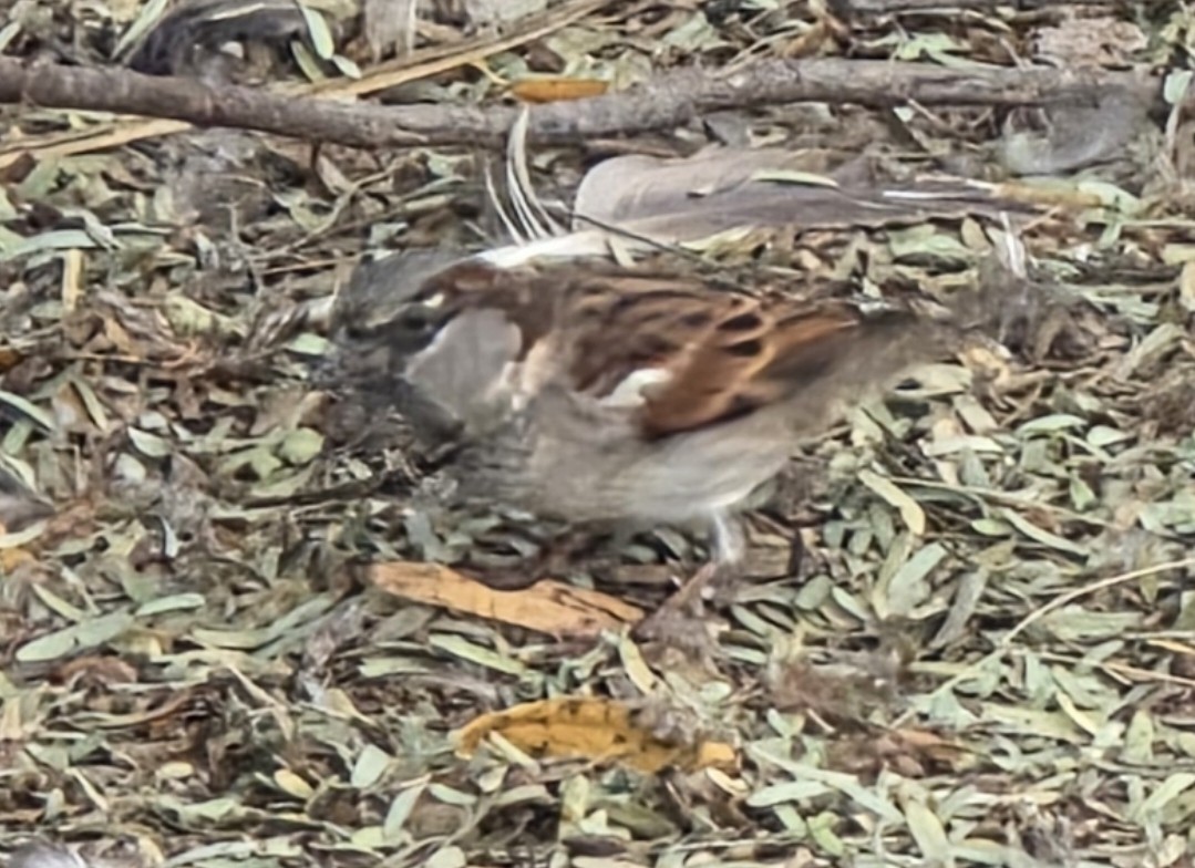 Gorrión Común - ML647491770