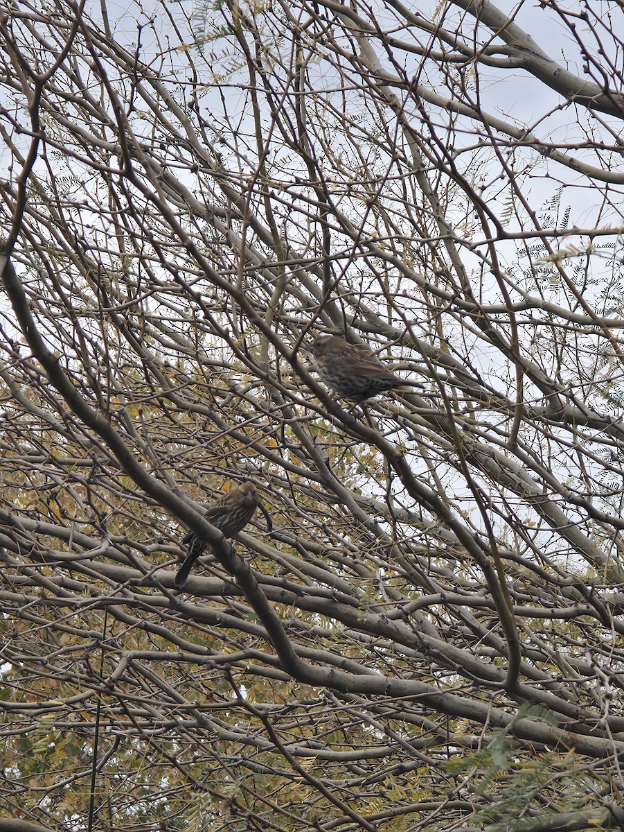 Red-winged Blackbird - ML647491781