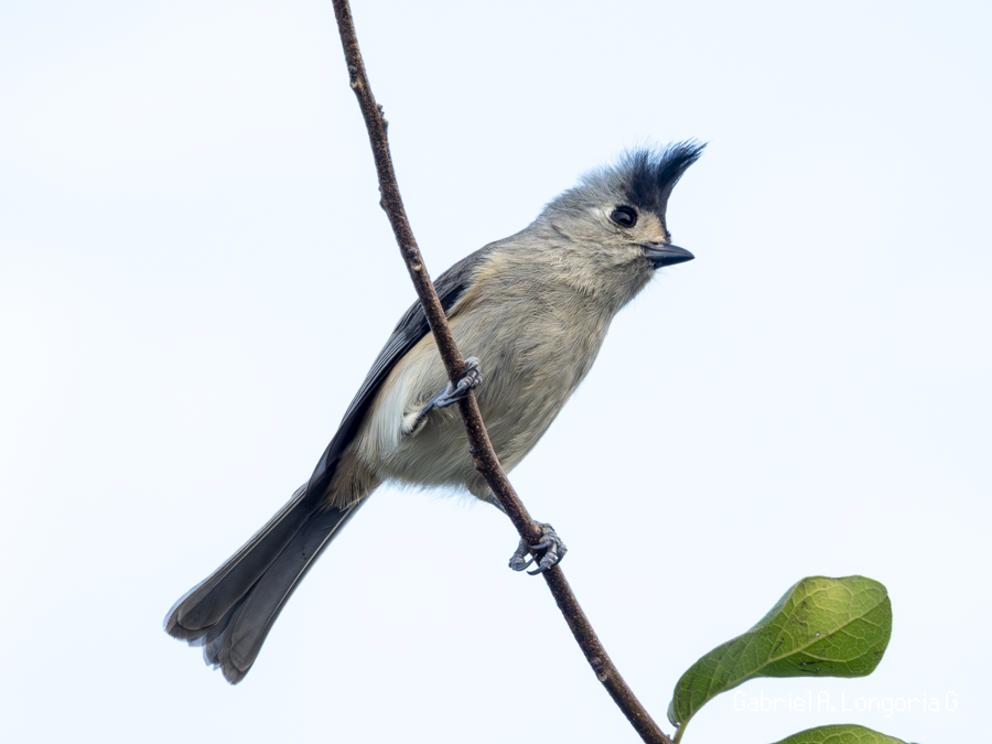 Black-crested Titmouse - ML647491804