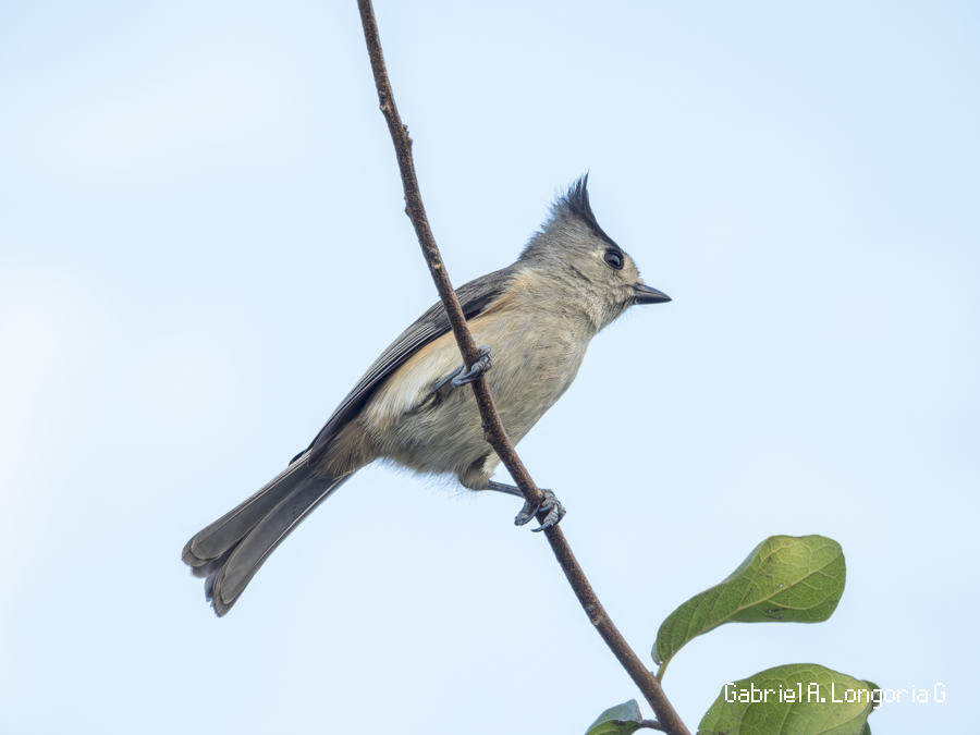 Black-crested Titmouse - ML647491805