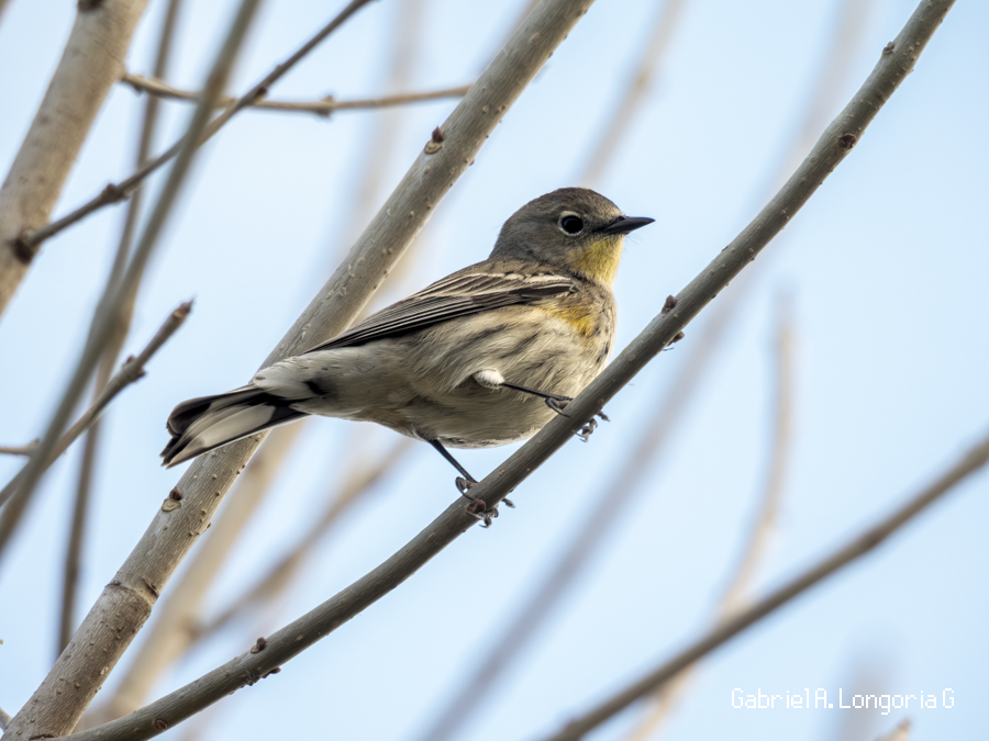 סבכון הכתר - ML647491806