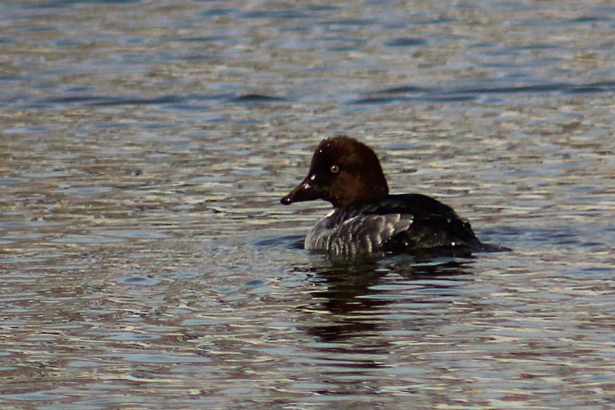 עבראש ירוק - ML647491809