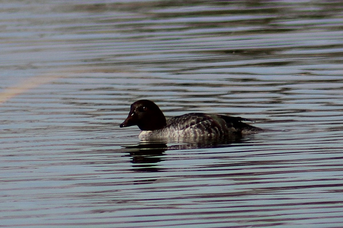 עבראש ירוק - ML647491810