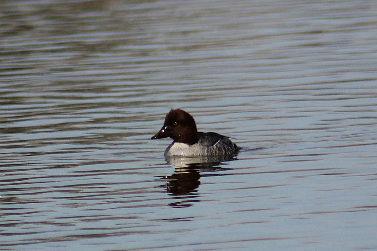 עבראש ירוק - ML647491811