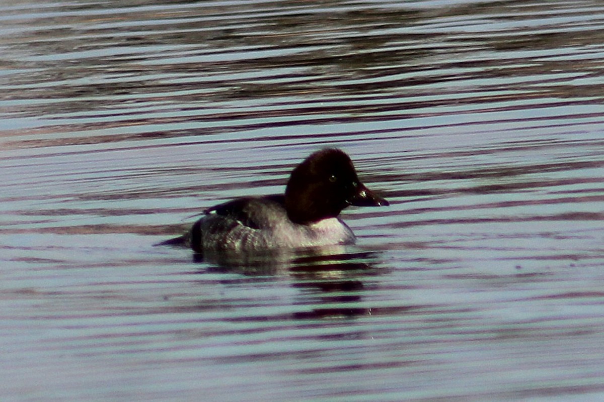 עבראש ירוק - ML647491812