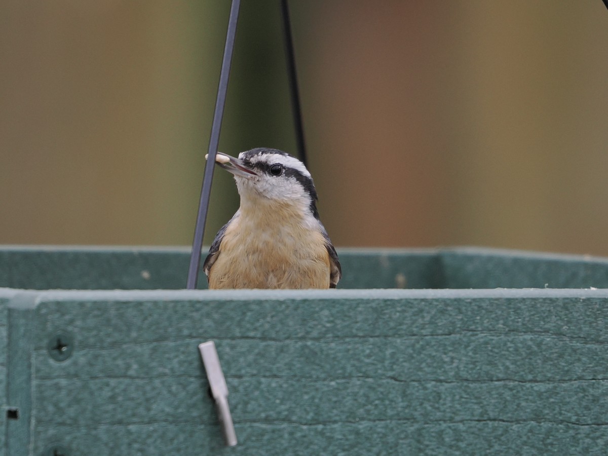 סיטה קנדית - ML647491813