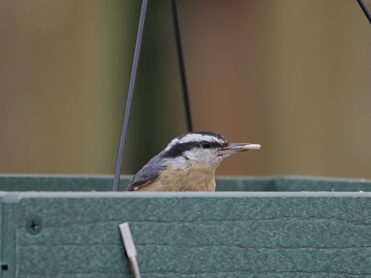 סיטה קנדית - ML647491814