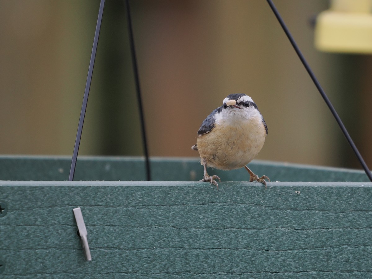 סיטה קנדית - ML647491815