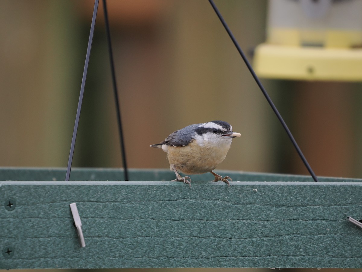 סיטה קנדית - ML647491816