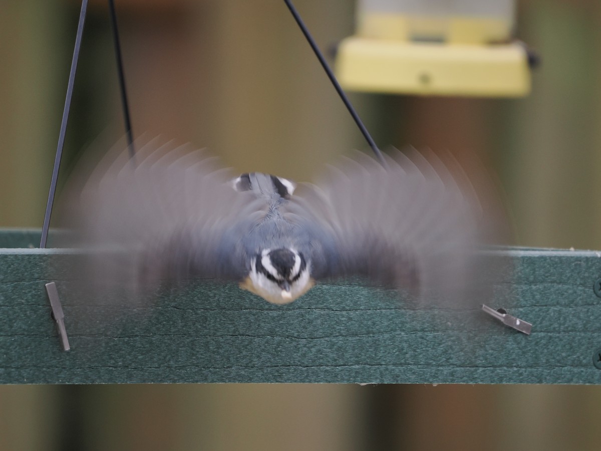 סיטה קנדית - ML647491817