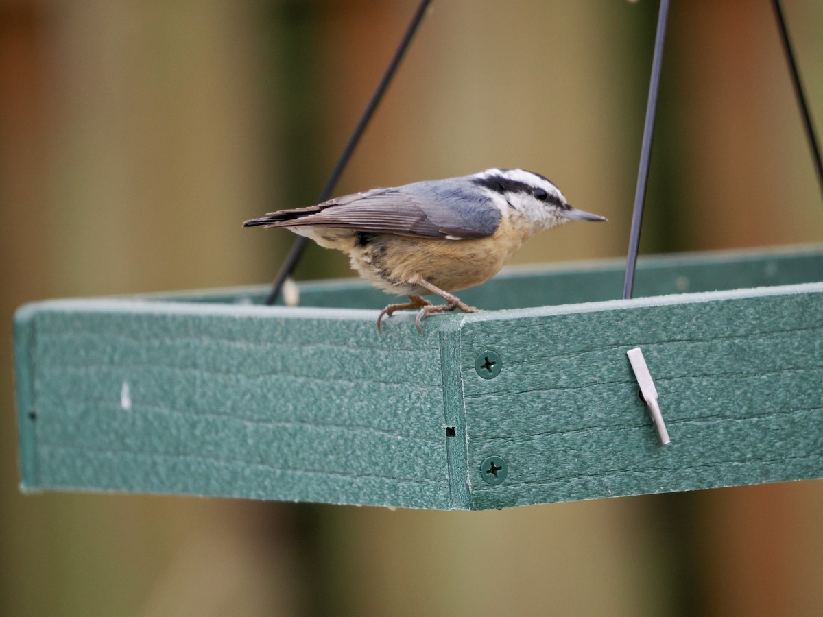 סיטה קנדית - ML647491818