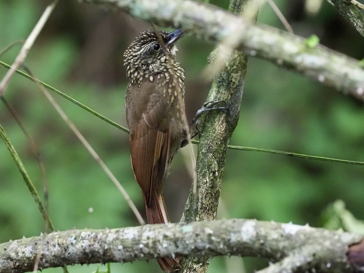 Cocoa Woodcreeper - ML647491819