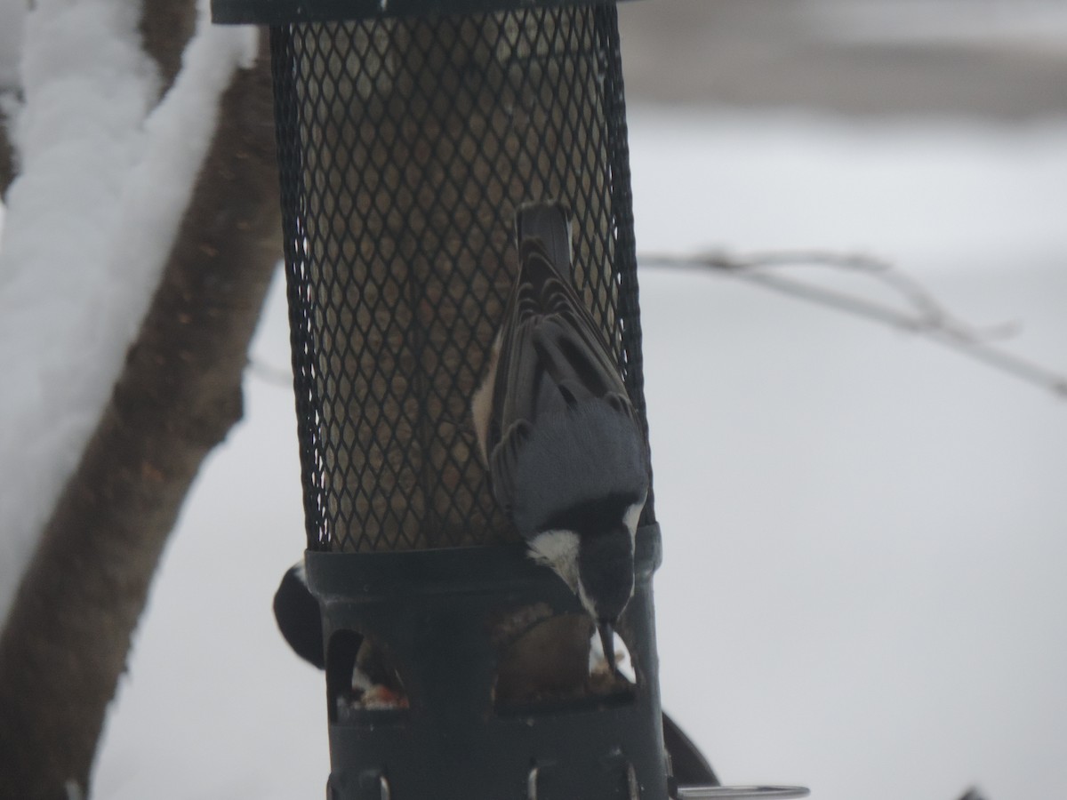 White-breasted Nuthatch - ML647491820