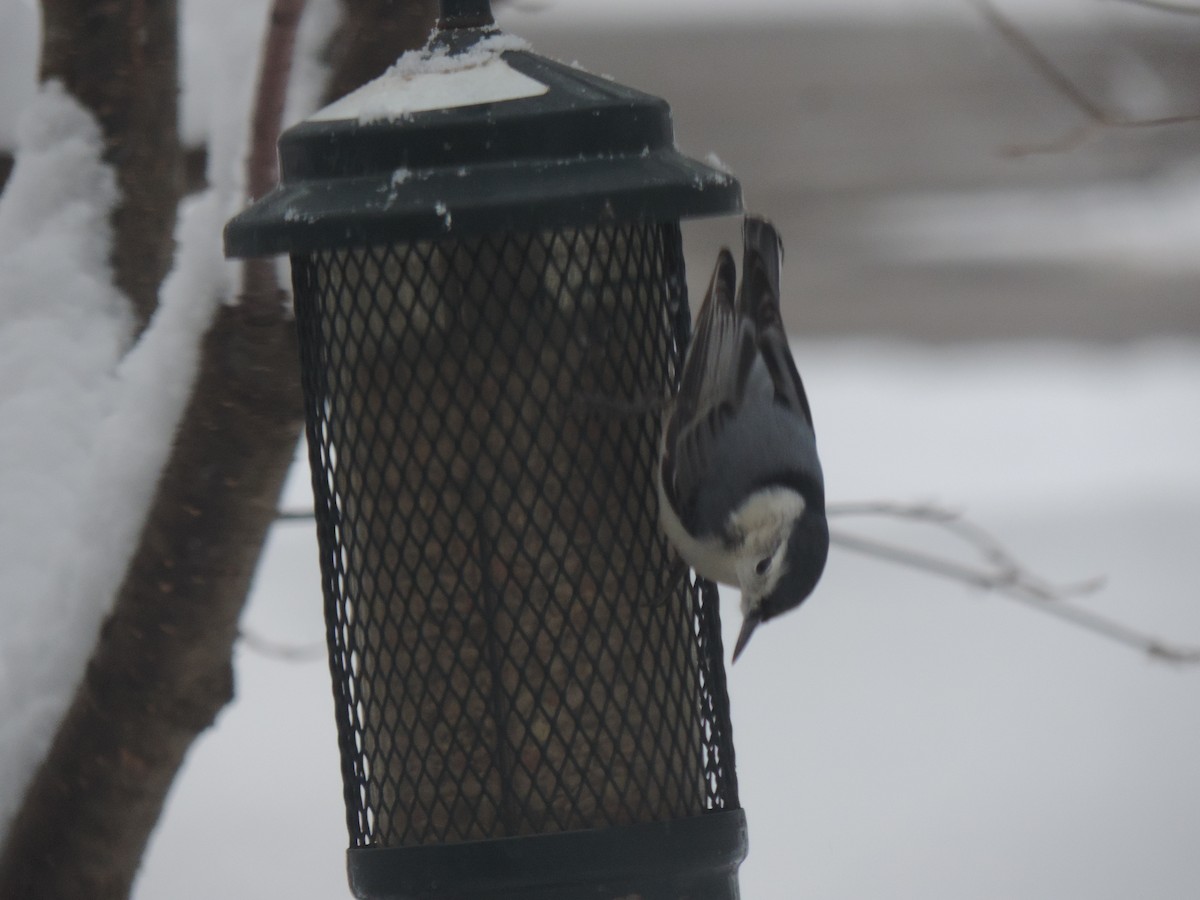 White-breasted Nuthatch - ML647491821