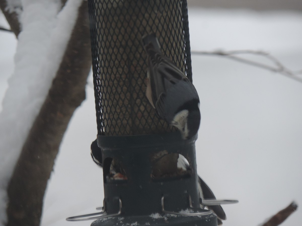 White-breasted Nuthatch - ML647491822