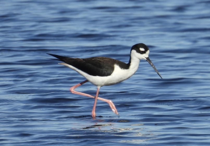 Black-necked Stilt - ML647491824
