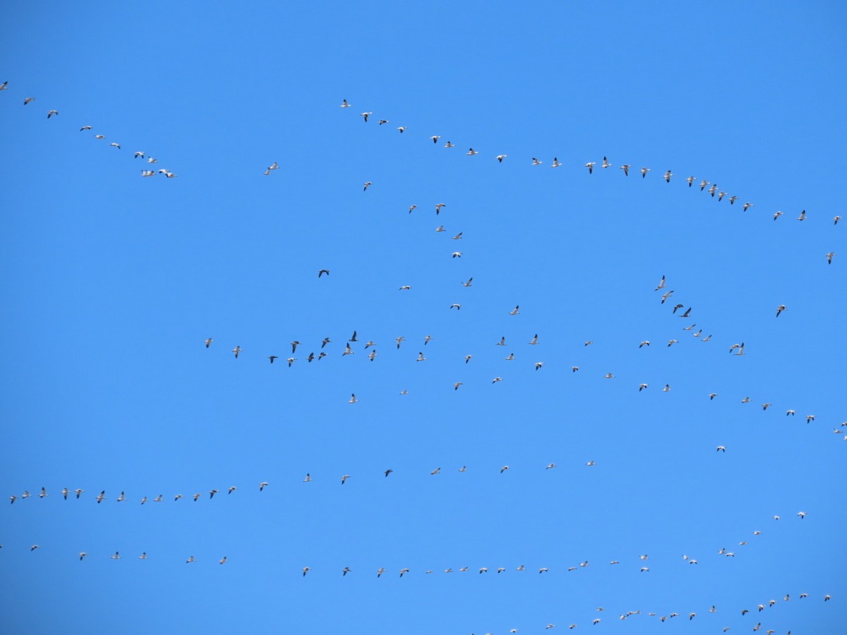 אווז שלג - ML647491827