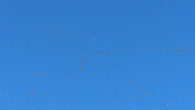 אווז שלג - ML647491828