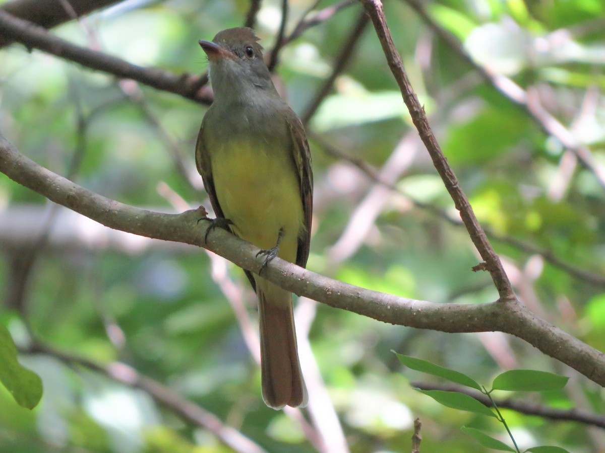 Great Crested Flycatcher - ML647491829