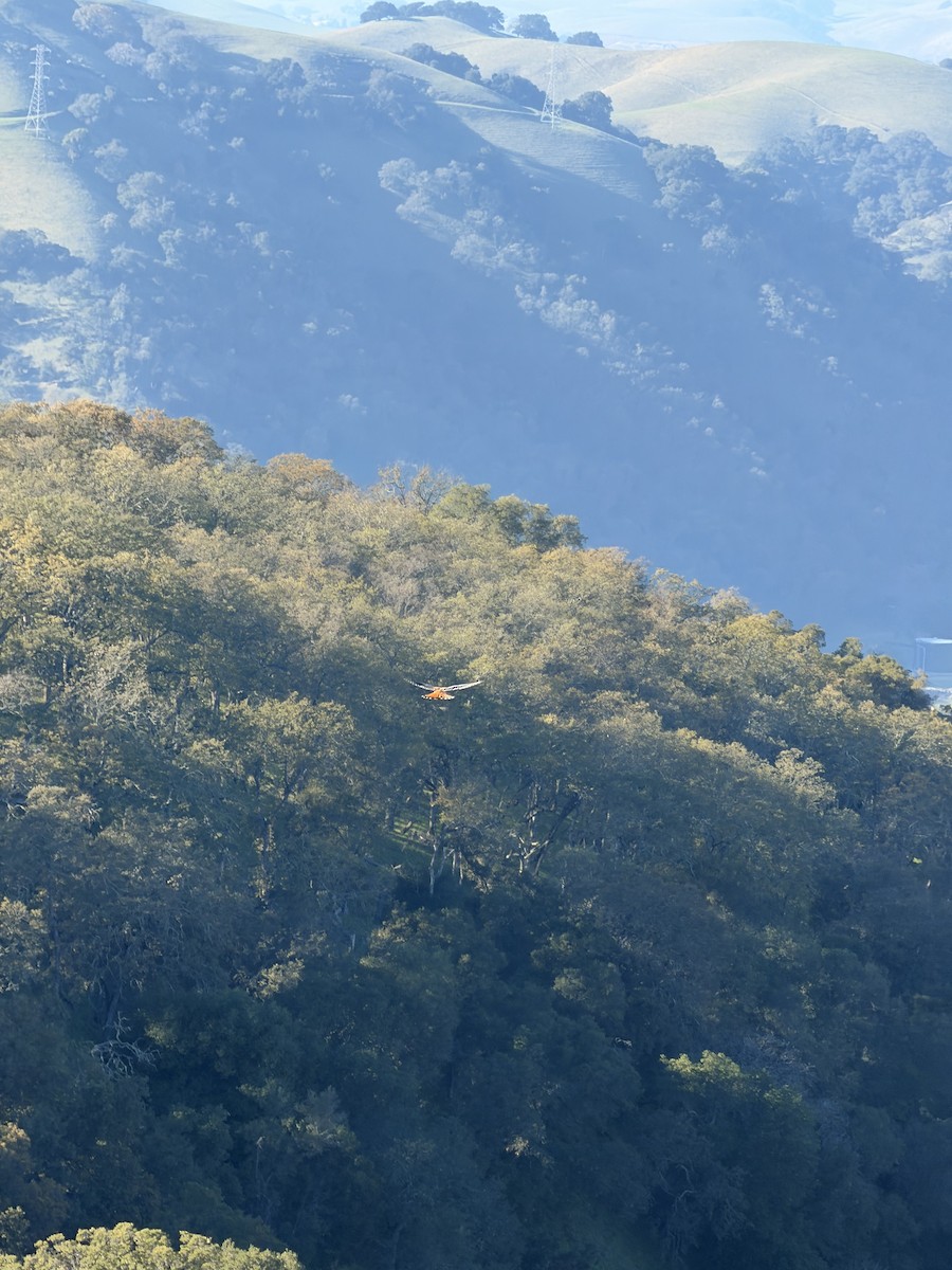 בז אמריקני - ML647491830