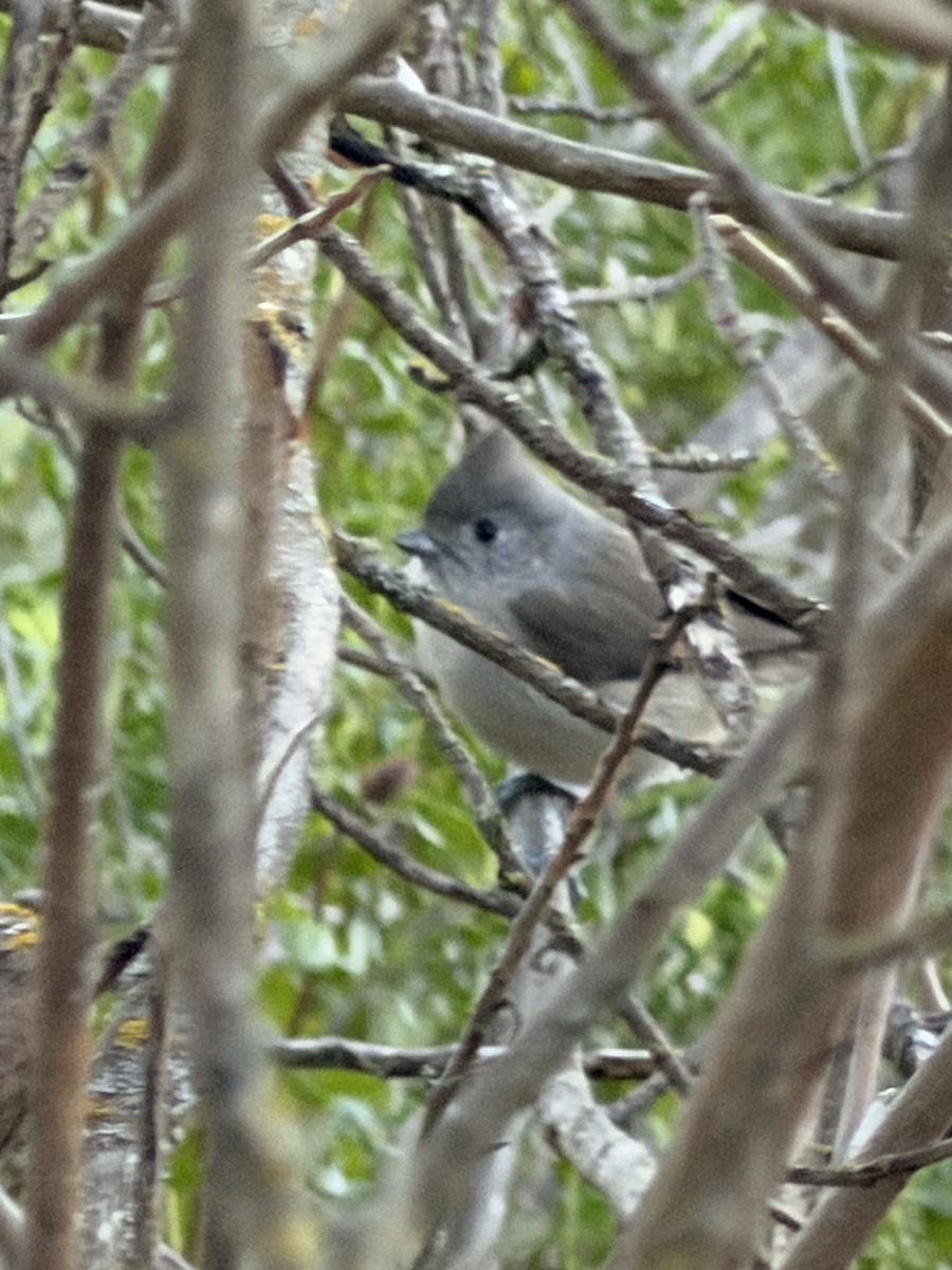 Oak Titmouse - ML647491833