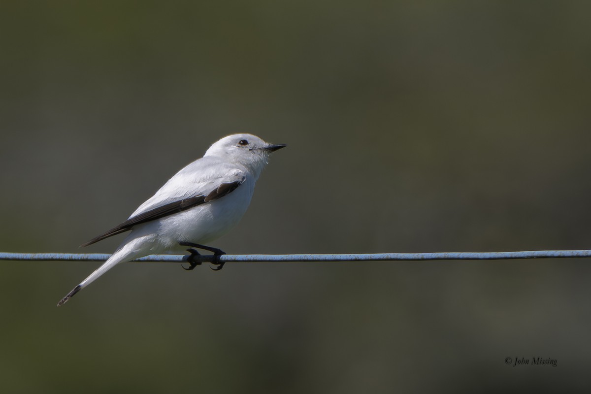 White Monjita - ML647491834