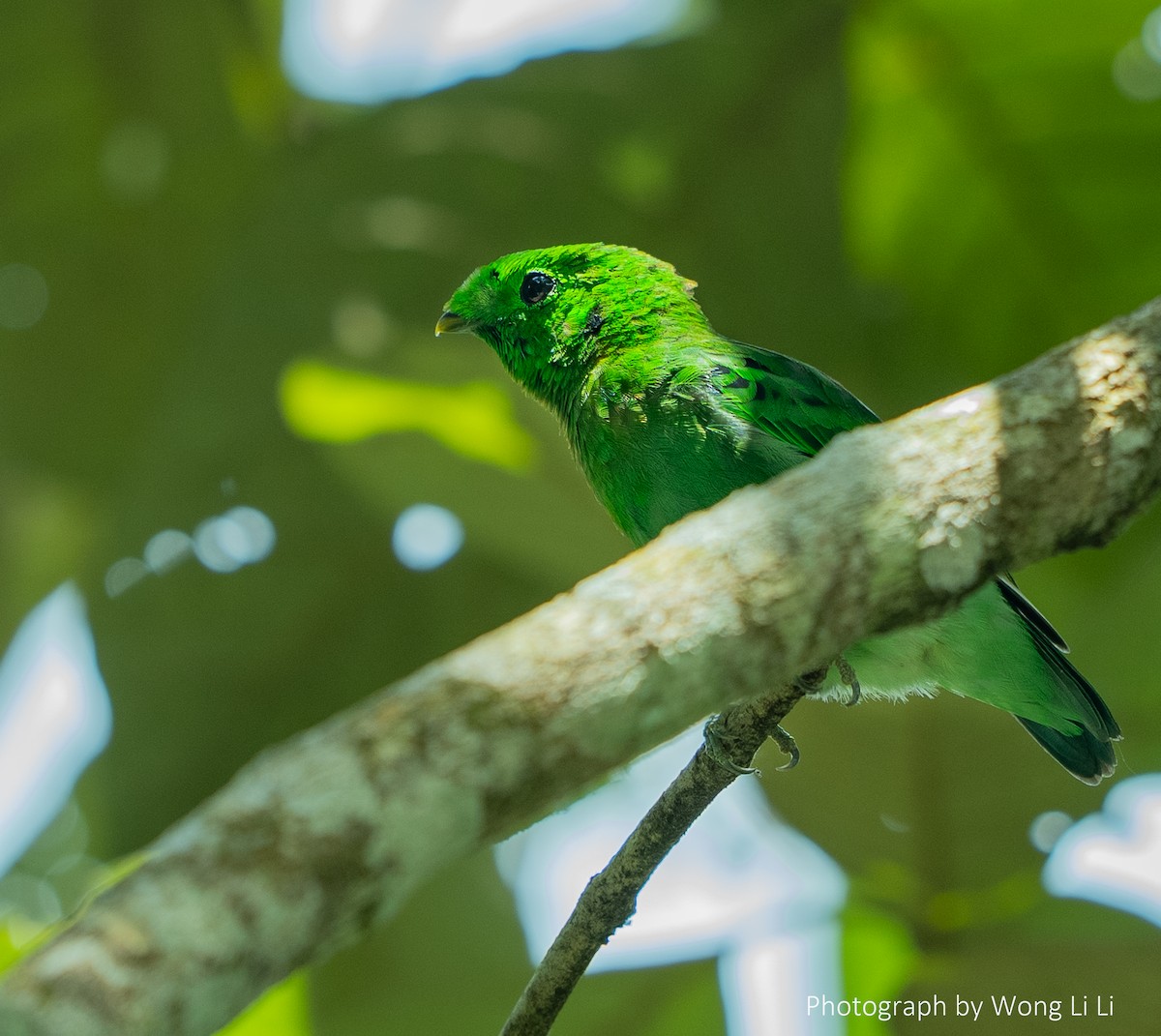 Green Broadbill - ML647491835