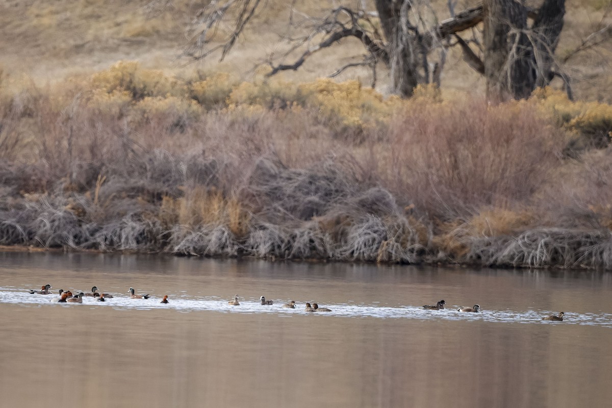 ברווז אמריקני - ML647491836