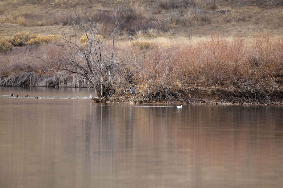 Great Blue Heron - ML647491847