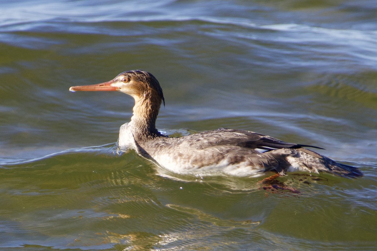 Serreta Mediana - ML647491849