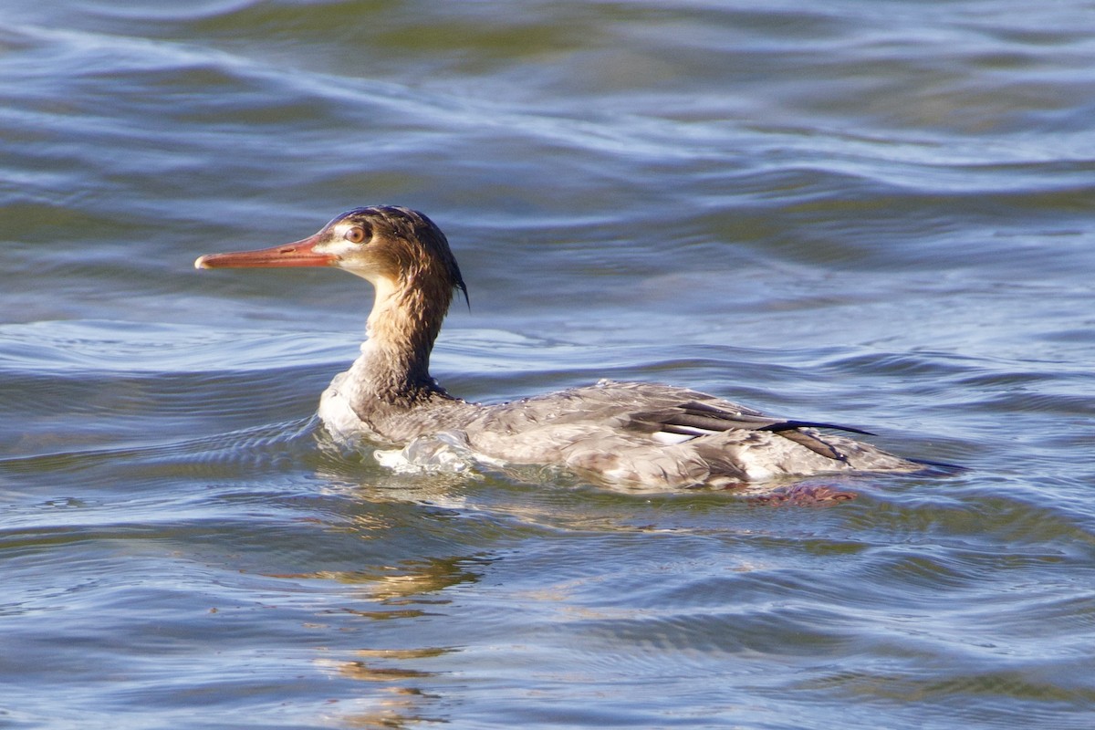 Serreta Mediana - ML647491850