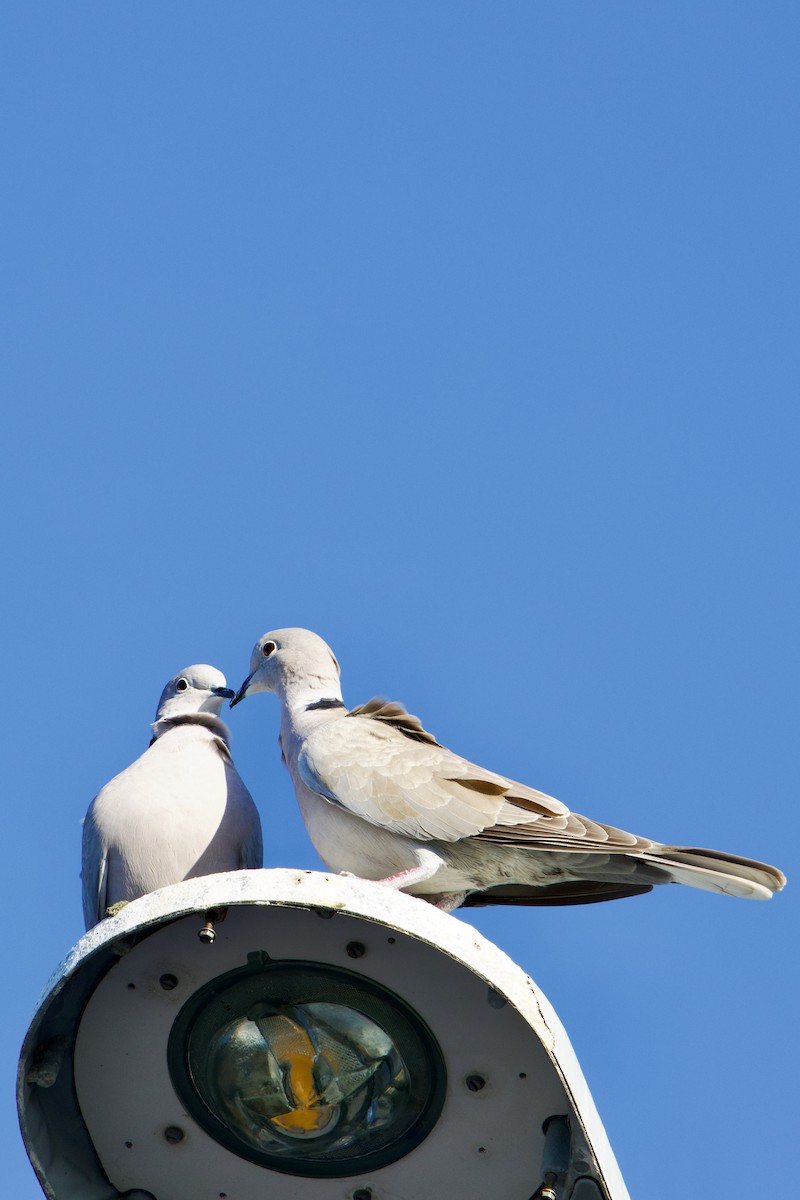 Eurasian Collared-Dove - ML647491851