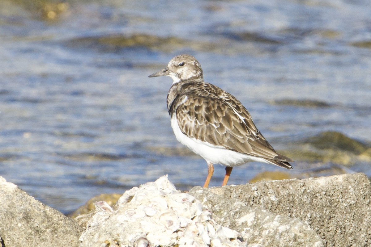Ruddy Turnstone - ML647491853