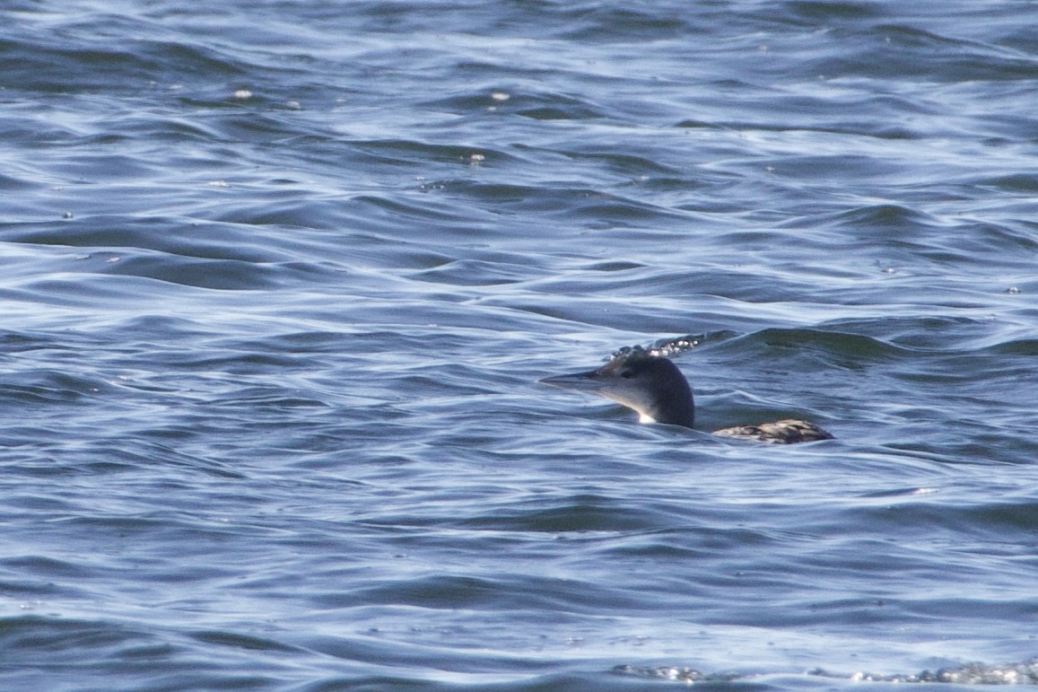 Common Loon - ML647491855