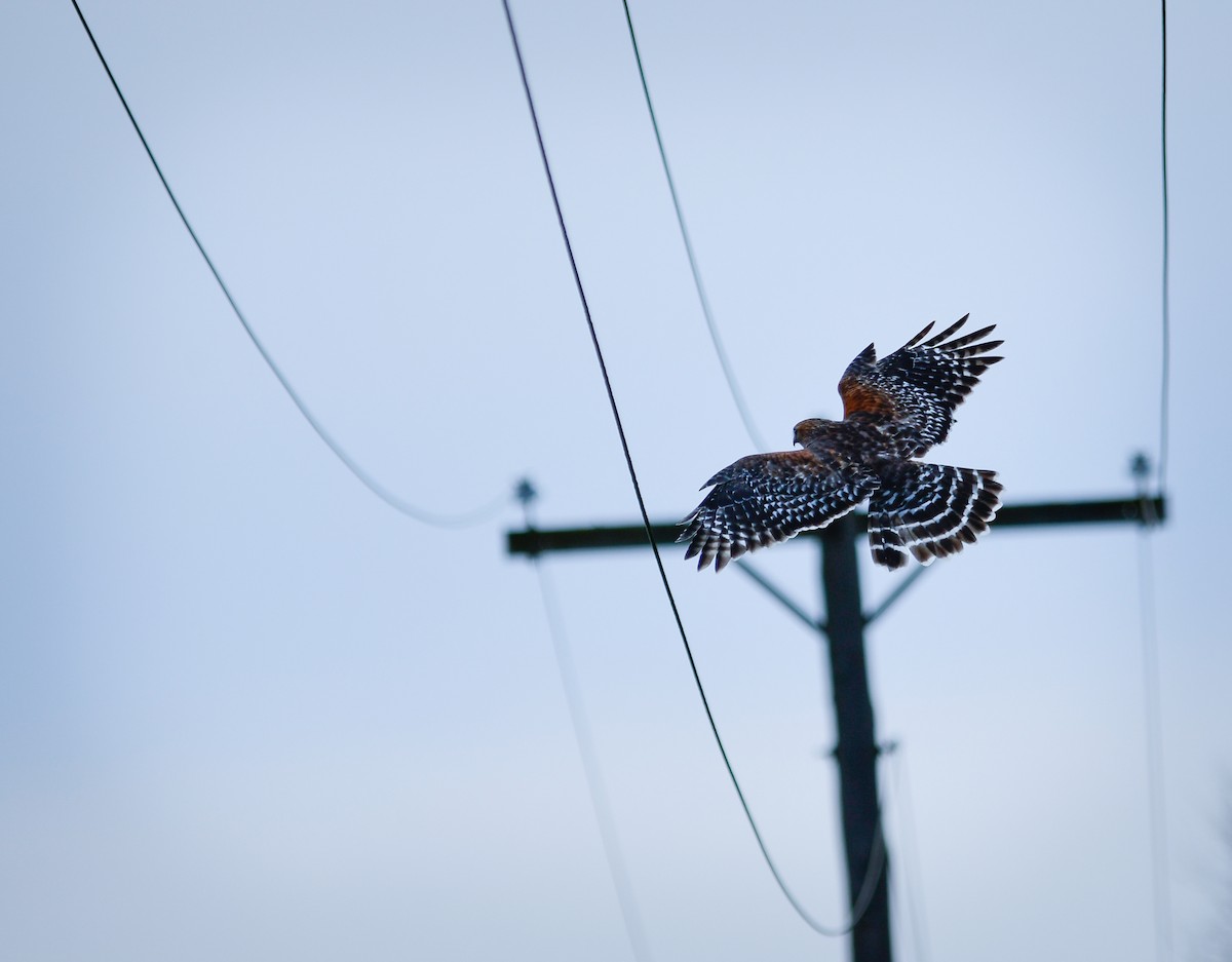 Red-shouldered Hawk - ML647491859