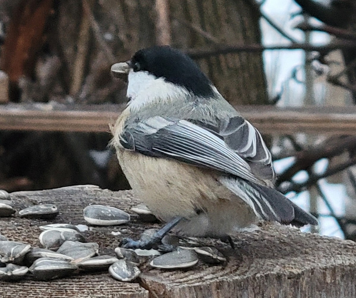 Black-capped Chickadee - ML647491860