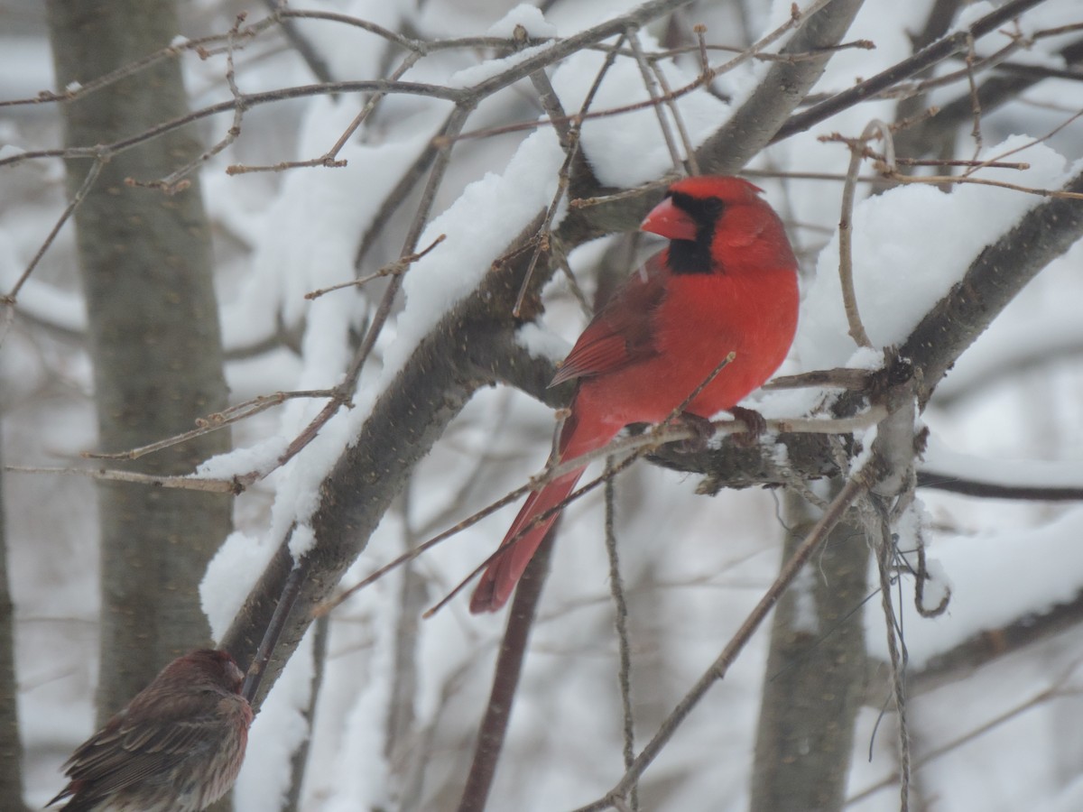 Northern Cardinal - ML647491862